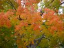 DSC02453.JPG